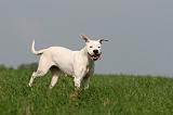 DOGUE ARGENTIN 400